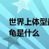 世界上体型最大的乌龟 世界上体型最大的乌龟是什么
