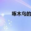 啄木鸟的特点 啄木鸟的特点是什么