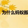 为什么蚂蚁搬家会下雨 蚂蚁搬家是什么现象