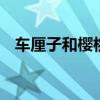 车厘子和樱桃的区别 车厘子和樱桃一样吗
