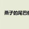燕子的尾巴像什么 燕子的尾巴作用是什么