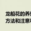 龙船花的养殖方法和注意事项 龙船花的种植方法和注意事项