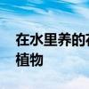 在水里养的花或植物有哪些 在水里养的花或植物