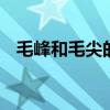 毛峰和毛尖的区别 毛峰和毛尖有什么不同