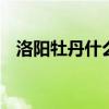 洛阳牡丹什么时候开花 洛阳牡丹开花时间