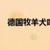 德国牧羊犬吃什么 德国牧羊犬吃什么狗粮
