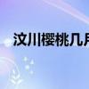 汶川樱桃几月份成熟 汶川樱桃是几月份熟