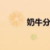 奶牛分公母吗 奶牛分不分公母