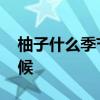 柚子什么季节成熟 柚子的成熟季节是什么时候 