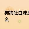 狗狗吐白沫是怎么回事  狗狗吐白沫是因为什么