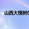 山西大槐树位于哪里 大槐树是山西哪个市