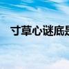 寸草心谜底是什么 谜语寸草心谜底是什么