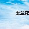 玉兰花花语 玉兰花花语是什么