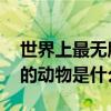 世界上最无所畏惧的动物是什么 最无所畏惧的动物是什么 