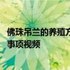 佛珠吊兰的养殖方法和注意事项 佛珠吊兰的养殖方法和注意事项视频