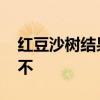 红豆沙树结果实能不能吃 红豆沙树果实能吃不