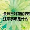 金枝玉叶花的养殖方法和注意事项 金枝玉叶花的养殖方法和注意事项是什么