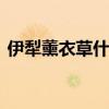 伊犁薰衣草什么时候开 伊犁薰衣草几月开花