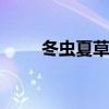 冬虫夏草有什么功效 冬虫夏草图片