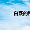 白芨的种植 种植白芨要注意什么