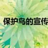 保护鸟的宣传标语有哪些 保护鸟的宣传标语