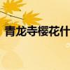 青龙寺樱花什么时候开 西安青龙寺要门票吗