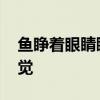 鱼睁着眼睛睡觉的原因 鱼为什么睁着眼睛睡觉