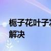栀子花叶子发黄怎么办 栀子花叶子发黄怎么解决