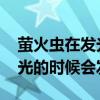 萤火虫在发光的同时也在发热吗 萤火虫在发光的时候会发热吗