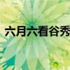 六月六看谷秀啥意思 六月六看谷秀什么意思