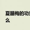 夏腊梅的功效和作用 夏腊梅功效和作用是什么