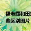 福寿螺和田螺的区别图片 福寿螺和田螺有哪些区别图片