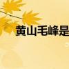 黄山毛峰是绿茶吗 黄山毛峰是不是绿茶
