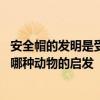 安全帽的发明是受到什么动物的启发 安全帽的发明是受到了哪种动物的启发