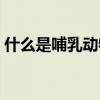 什么是哺乳动物 什么是哺乳动物的三大特征 