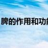 脾的作用和功能是什么   脾有哪些作用和功能
