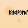 松树的作用是什么 松树的作用有哪些
