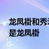 龙凤褂和秀禾服的区别 结婚应该穿秀禾服还是龙凤褂