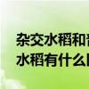 杂交水稻和普通水稻的区别 杂交水稻和普通水稻有什么区别