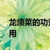 龙须菜的功效与作用 龙须菜有哪些功效与作用