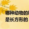 哪种动物的瞳孔是长方形的 什么动物的瞳孔是长方形的