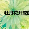 牡丹花开放的句子 描写牡丹花开放的句子