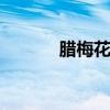 腊梅花有种子吗 腊梅花的种子