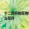 十二月开的花有哪些 十二月开的花是什么花 十二月份有什么花开