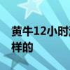 黄牛12小时注水怎么回事 具体事件过程是怎样的