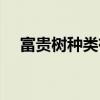 富贵树种类有哪些  富贵树的种类有哪些