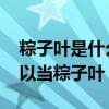 粽子叶是什么植物的叶子 什么植物的叶子可以当粽子叶