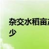 杂交水稻亩产多少斤 杂交水稻亩产最高是多少