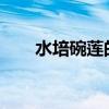  水培碗莲的种植方法 水培碗莲的种植