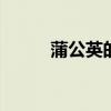 蒲公英的功效与作用 蒲公英图片
